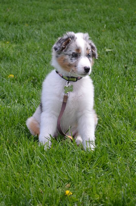 Blue Merle Australian Shepherd puppy - 2 months | Aussie puppies, Australian shepherd puppy ...