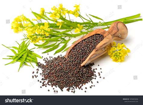 793 Canola seed pods bilder, arkivfotografier og vektorer | Shutterstock