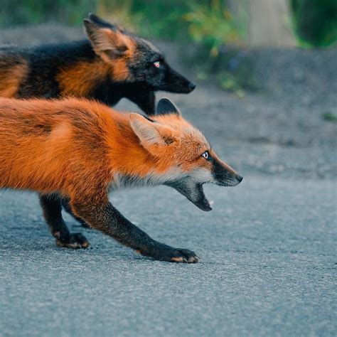 Guy earns the trust of a black and orange fox shares 20 stunning pics ...