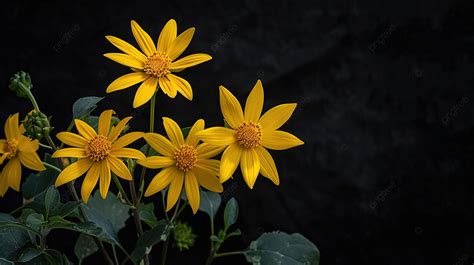 Topinambur Yellow Flower Jerusalem Artichoke On Black Background Beautiful Backdrop, Yellow ...