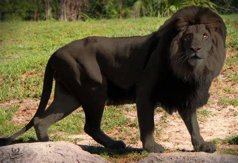 Black lion, Lions, Rare animals