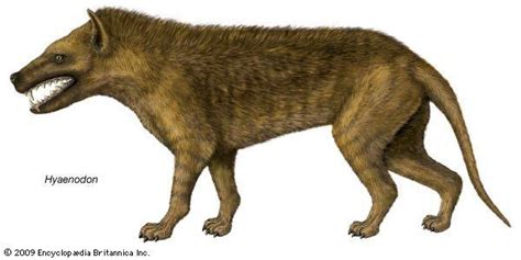 Hyaenodon - Alchetron, The Free Social Encyclopedia