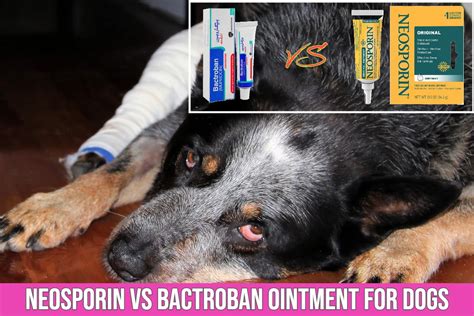 Neosporin VS Bactroban Ointment for Dogs: Uses, Side Effects