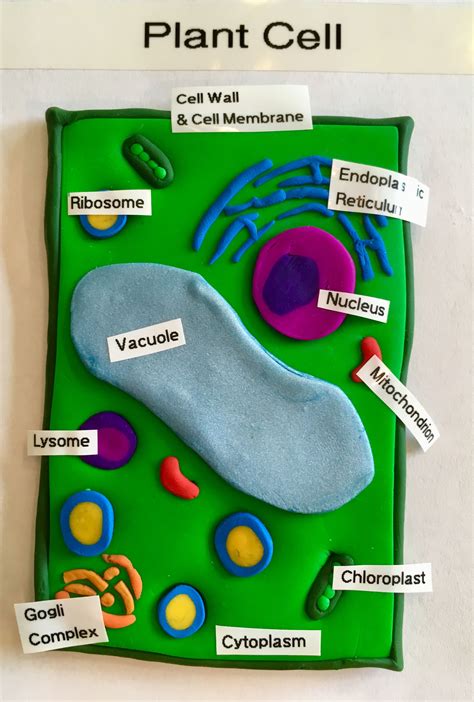 Quinn’s cell project | Cells project, Plant cell project, Plant cell project models