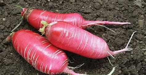 China Rose Radish: Description, Flavor, Benefits, And Uses - Gardeners' Magazine