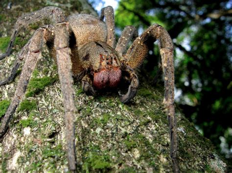 Brazilian Wandering Spider Size