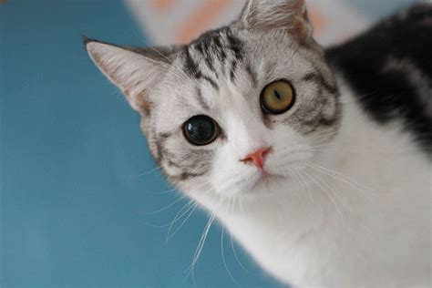 Different Sized Pupils in Cats: Our Vet Explains What to Do - Cat-World