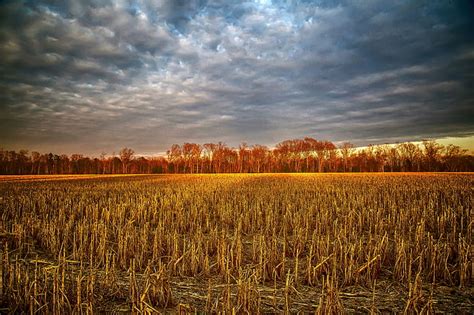 Harvested Corn Field Background