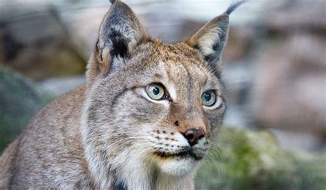 Lynx Facts, Worksheets, Habitat, Diet & Appearance For Kids