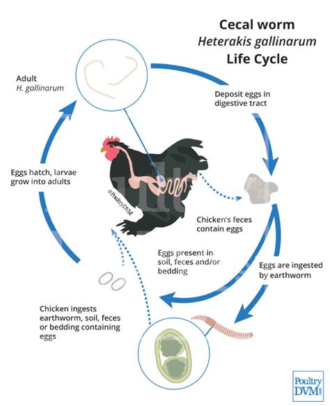 Cecal worms in Chickens