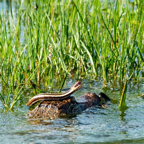 ANAHUAC NATIONAL WILDLIFE REFUGE (2024) All You Need to Know BEFORE You Go (with Photos)