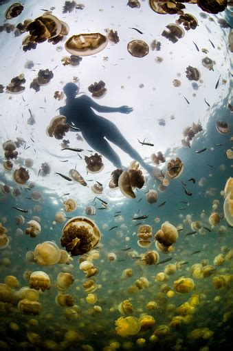 Jellyfish Lake Rock Islands Palau Stock Photo - Download Image Now - iStock