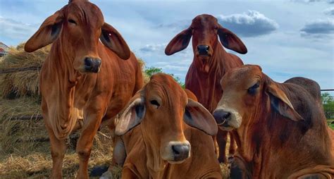 Red Brahman Cattle for Sale in Texas | Buy Bulls & Heifers