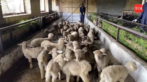 Russian 'Romanov' sheep to be imported to boost wool and mutton production in J&K | News - Times ...