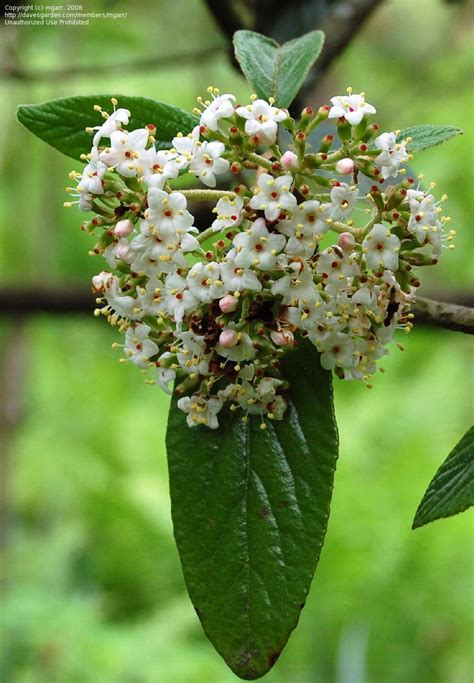 PlantFiles Pictures: Prague Viburnum (Viburnum x pragense) by ViburnumValley