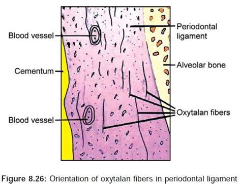 Periodontal ligament (anatomy and structure) l Oral histology and ...