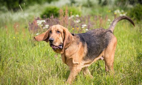 Bloodhound Dog Breed: Characteristics, Care & Photos | BeChewy