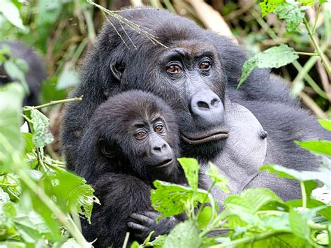 Gorilla Family and Me, BBC2 - TV Review - Gordon Buchanan bedded down ...