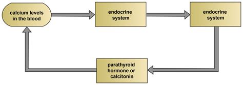 Integration of Systems | Biology for Majors II