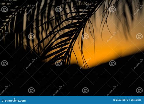 Branches of a Palm Tree at Sunset, a Closeup Shot Stock Image - Image of leaves, wallpaper ...