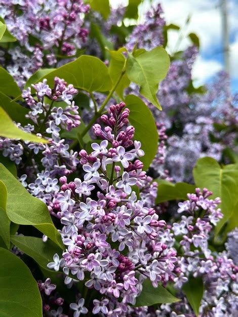 Premium Photo | Blooming lilac bush