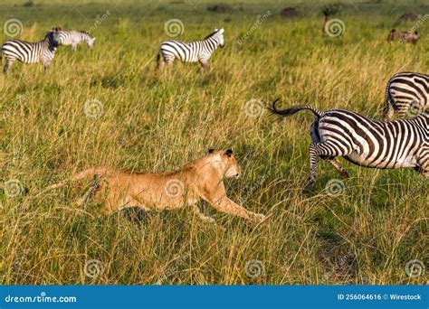 Lion and Zebras on the Plains of Serengeti Savannah Stock Photo - Image ...