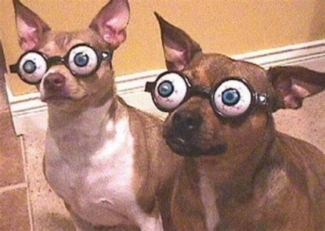 Ten Dogs Wearing Silly Glasses Who Are Sure to Make You Smile