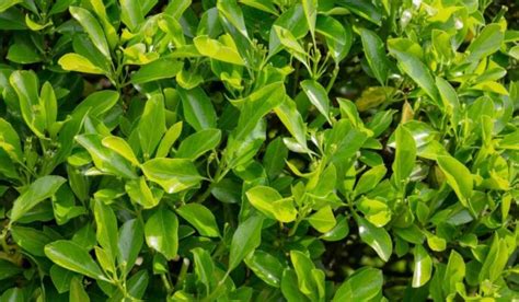 Euonymus Japonicus: Facts, uses, grow and care tips