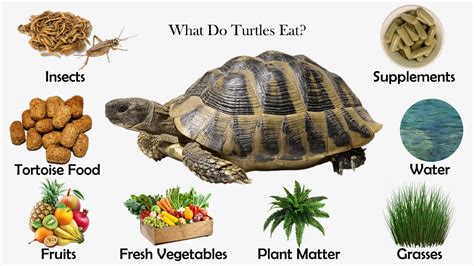 What Can Turtles Eat At Home