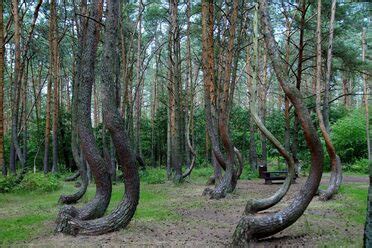 Ghost Forest of Copalis – Copalis Crossing, Washington - Atlas Obscura