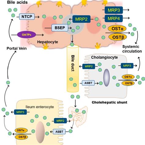 Enterohepatic bile acid circulation. Bile acids are synthesized from... | Download Scientific ...