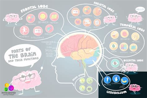 Cerebellum: Signs of Motor Planning Delays if Your Child has an Underdeveloped Cerebellum ...