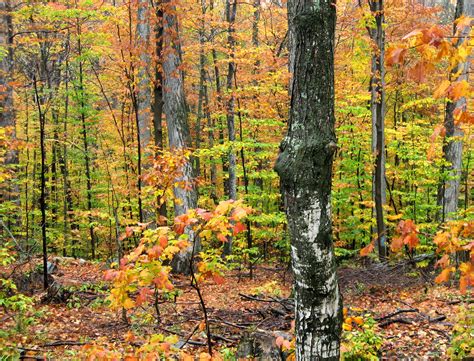 File:Fall Colors.JPG - Wikimedia Commons