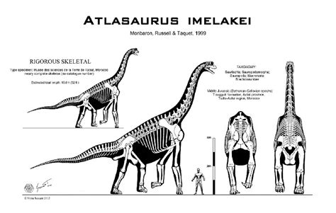 Atlasaurus Pictures & Facts - The Dinosaur Database