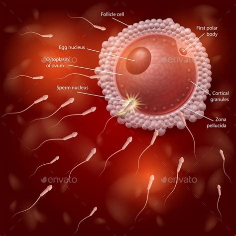 Stages Of Human Fertilization Process