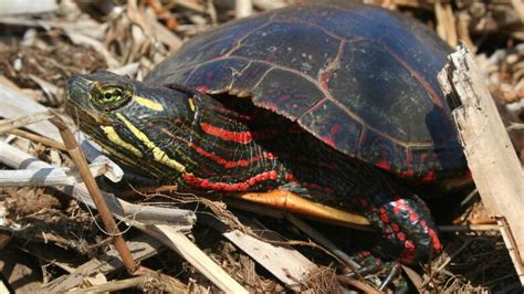 Midland painted turtle considered to be at-risk | CBC News