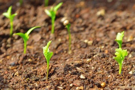 Coriander - growing, sowing and harvest of both leaves and seeds