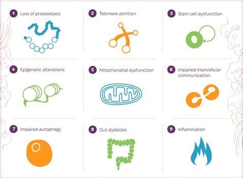 The Hallmarks of Aging: A Guide to the Pathways of Aging