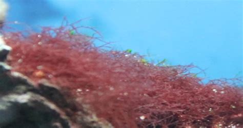 Red Hair Algae - Reef Aquarium