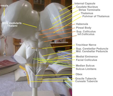 Anatomy Made Easy