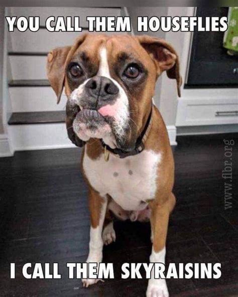 Funny Dog Meme Boxer