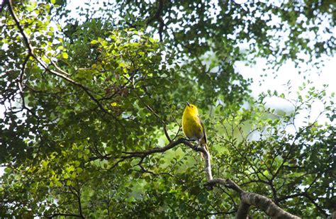 Yellowhead/mohua: New Zealand native land birds