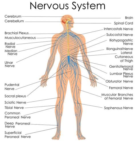 Carta de Educación Médica de Biología para el Diagrama del Sistema ...