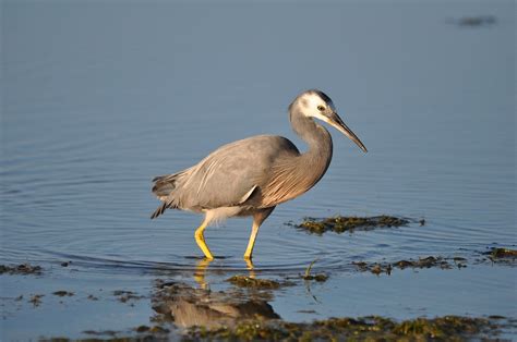 White-Faced Heron Bird Lake - Free photo on Pixabay - Pixabay