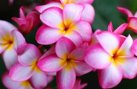 Frangipani Backgrounds - WallpaperSafari