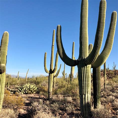 Junren Tan - Music - The Symbol of Sonora Desert