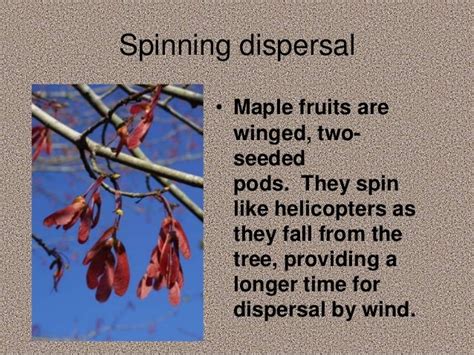 Seed dispersal