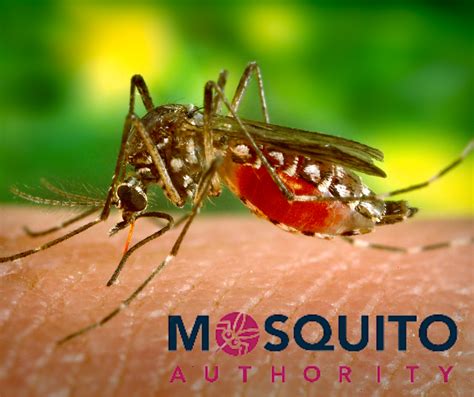 Zika Virus: Facts About This Mosquito-Borne Disease