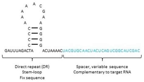 Rna Nucleotide Sequence