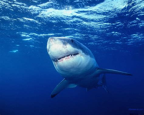 Amazing Great White Shark Facts - Great White Shark Photos, Information, Habitats, News ~ The X ...